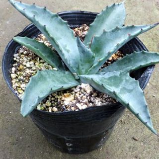 000000021770-01.jpg?size=l&w=