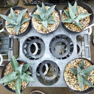 多肉植物 アガベ アメリカーナブルー 15cmポット | 農業屋.com