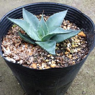 多肉植物 アガベ パリー トランカータ 15cmポット | 農業屋.com