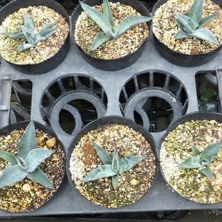 多肉植物 アガベ アスペリマ 15cmポット | 農業屋.com