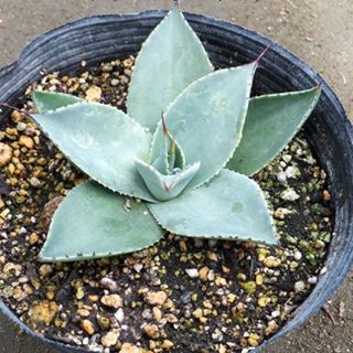 000000021775-01.jpg?size=l&w=