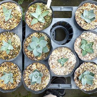 多肉植物 アガベ パリー チワワ 15cmポット | 農業屋.com