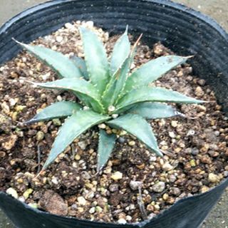 000000021777-01.jpg?size=l&w=