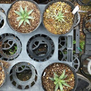 多肉植物 アガベ ホリダ vr ペロテンシス 15cmポット | 農業屋.com