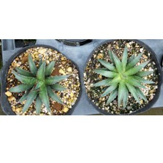 アガベ※バラ売り可 多肉植物 アガベ ビビバラバリエガータ 15cmポット | 農業屋.com