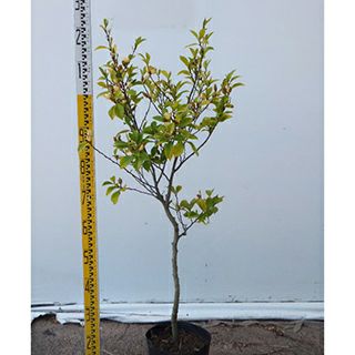 庭木 カラタネオガタマ 21cmポット | 農業屋.com
