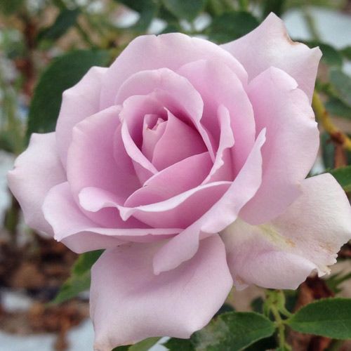 バラ苗(予約販売) 【マダムヴィオレ】 新苗 4号鉢 （ハイブリッド