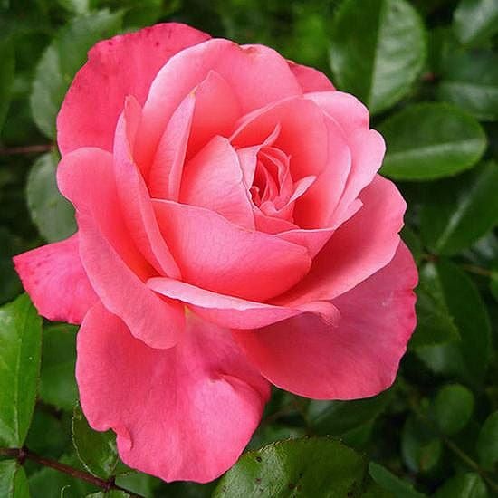 000000021898-01.jpg?size=l&w=