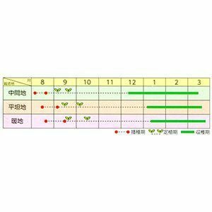 ブロッコリー 種 【 クリア 】 キダネ２０００粒