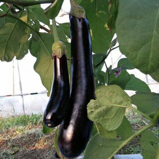 なす | 農業屋.com