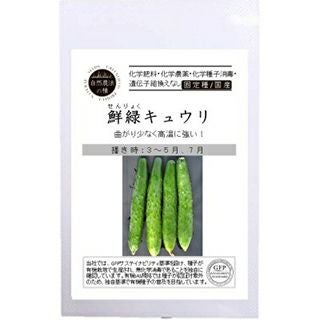 有機キュウリ　鮮緑キュウリ　有機栽培　有機種子　自然栽培　キュウリ　抜き苗　2つ 有機種子 キュウリ 種 【 鮮緑キュウリ 】 小袋 ( キュウリの種