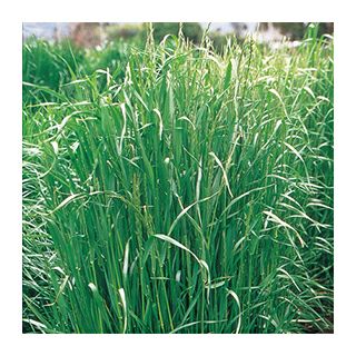 イタリアンライグラス 種 【 ガルフ 】 1kg ( イタリアンライグラスの