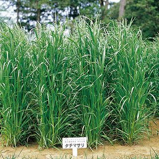 イタリアンライグラス 種 【 タチマサリ 】 1kg ( イタリアン