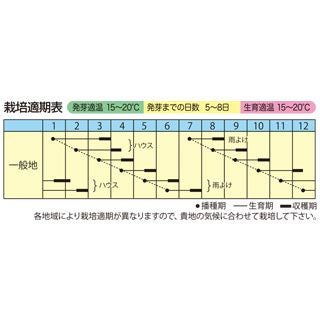 シュンギク 種 【 摘み取り瞬たろう 】 小袋(30ml) ( 春菊の種 )