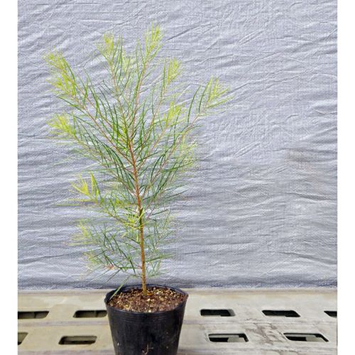 000000022186-01.jpg?size=l&w=