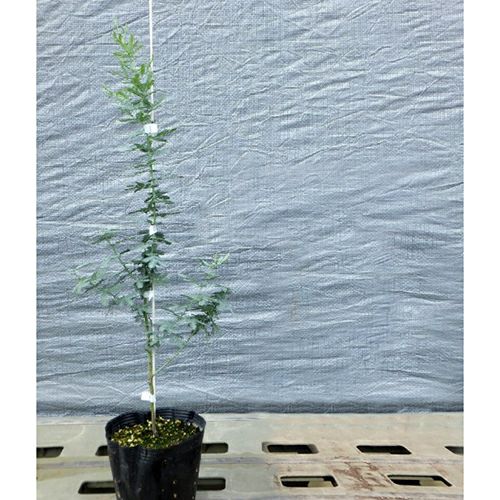 苗木 アカシア ギンヨウアカシア 15cmポット | 農業屋.com