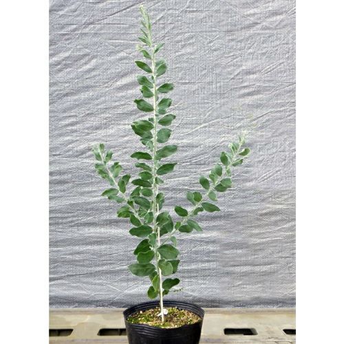 苗木 アカシア パールアカシア 15cmポット | 農業屋.com