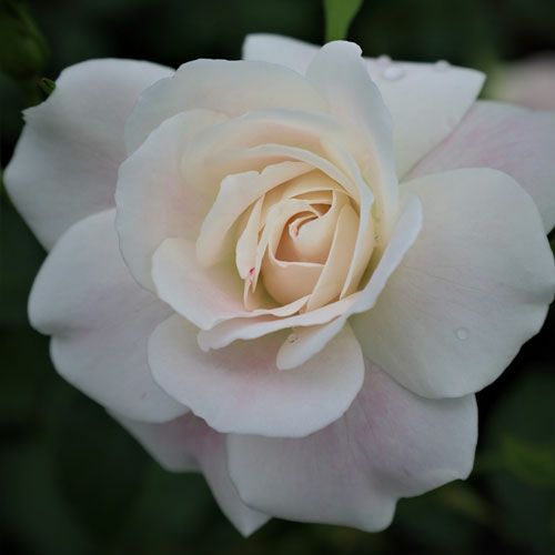 000000022216-01.jpg?size=l&w=