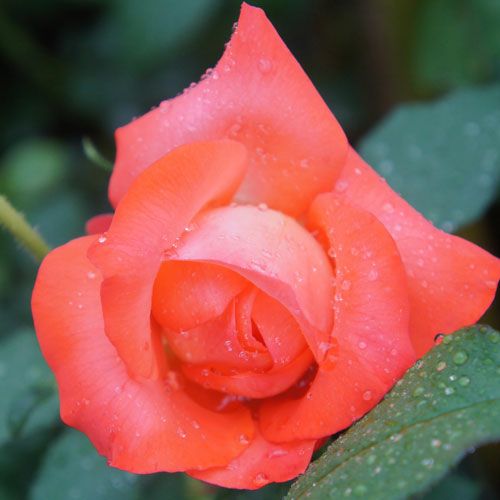 000000022227-01.jpg?size=l&w=