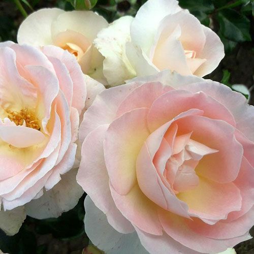 000000022239-01.jpg?size=l&w=