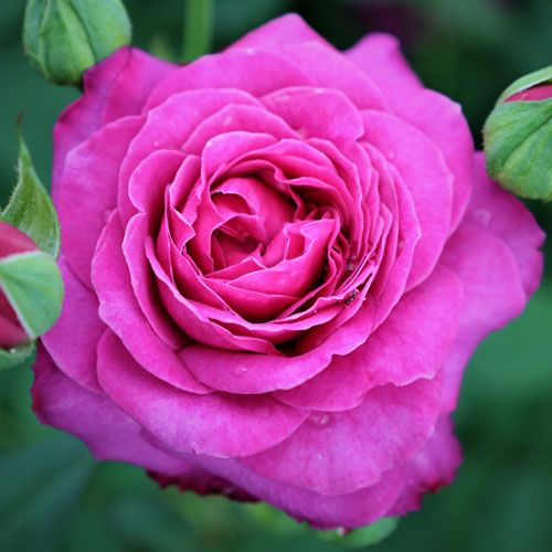 000000022250-01.jpg?size=l&w=