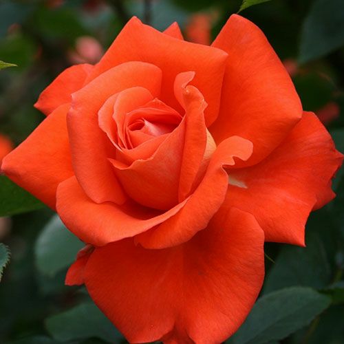 000000022251-01.jpg?size=l&w=