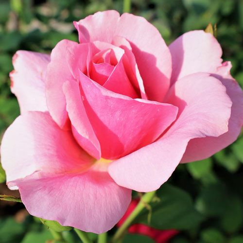 000000022265-01.jpg?size=l&w=