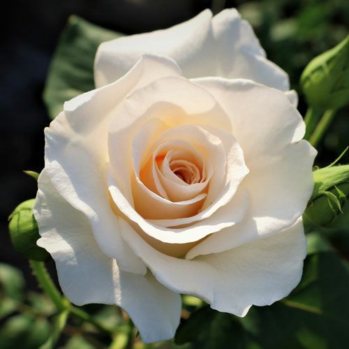 000000022272-01.jpg?size=l&w=