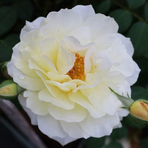 000000022278-01.jpg?size=l&w=