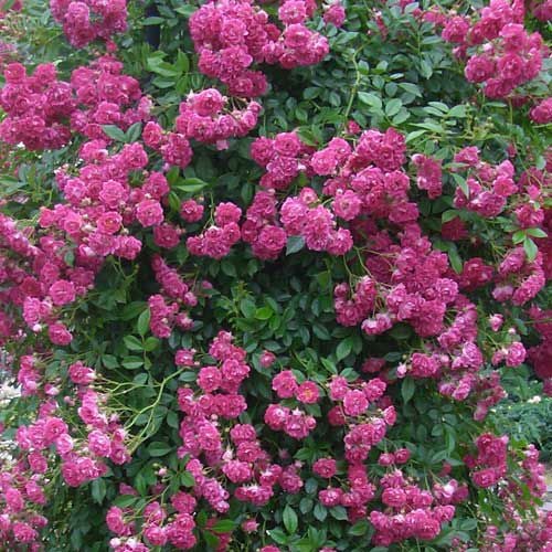 植物　薔薇　苗　ドロシーパーキンス三色接ぎ木大株　花 000000022287-01.jpg?size=l&w=