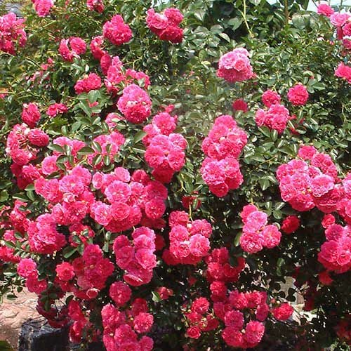 植物　薔薇　苗　ドロシーパーキンス三色接ぎ木大株　花 ドロシー パーキンス ｜バラ苗の通販の篠宮バラ園