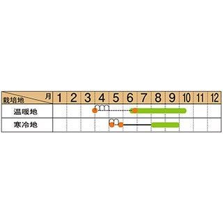 オクラ 種 【 大きくてやわらかいオクラ ビッグスティック 】 小袋 ( 野菜の種 )