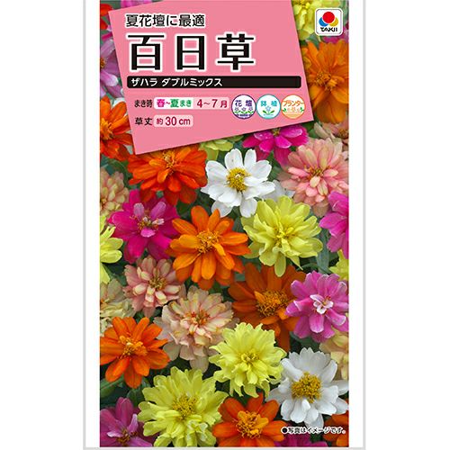 フロックス 種 【 クリームブリュレ 】 小袋 （ フロックスの種