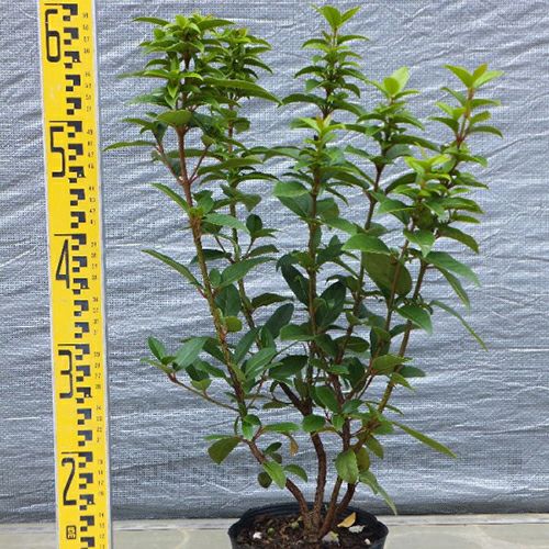 苗木 ビバーナム ティヌス 15cmポット | 農業屋.com