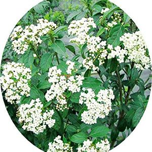 苗木 ビバーナム ティヌス 15cmポット | 農業屋.com