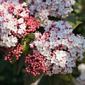 苗木 ビバーナム ティヌス 15cmポット | 農業屋.com