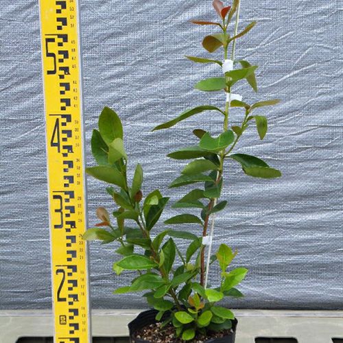 苗木 イエローストロベリーグァバ 15cmポット | 農業屋.com