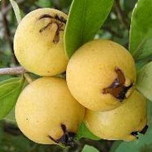 苗木 イエローストロベリーグァバ 15cmポット | 農業屋.com