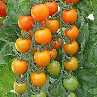 トマト 種 【 サンオレンジ 】 100粒 ( トマトの種 ) | 農業屋.com