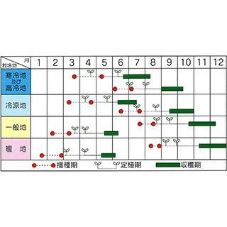 ブロッコリー 種 【 すばる 】 ペレット5千粒 ( ブロッコリーの種
