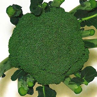 ブロッコリー 種 【 直緑93号 】 小袋 ( ブロッコリーの種 ) | 農業屋.com