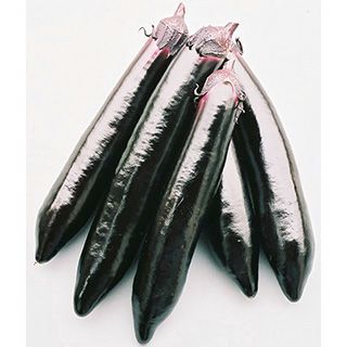 ナス 種 【 くちどけ茄子(豊潤) 】 小袋(0.5ml) ( ナスの種 ナス 種 【 くちどけ茄子(豊潤) 】 小袋(0.5ml) ( ナスの種