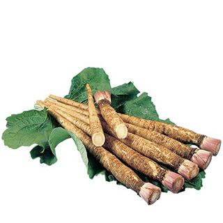 ごぼう | 農業屋.com