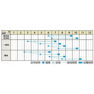 トウモロコシ 種 【 大和ルージュ 】 5dl ( トウモロコシの種 ) | 農業