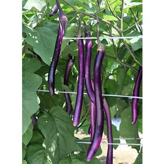 なす | 農業屋.com