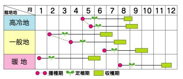 カボチャ 種 【 ブラックのジョー 】 実咲小袋 ( カボチャの種 )