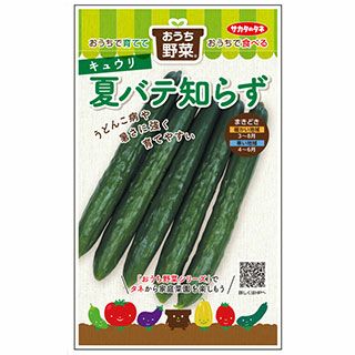 キュウリ 種 【 おうち野菜 夏バテ知らず 】 実咲小袋 ( キュウリの種