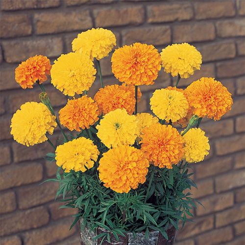 000000022696-01.jpg?size=l&w=