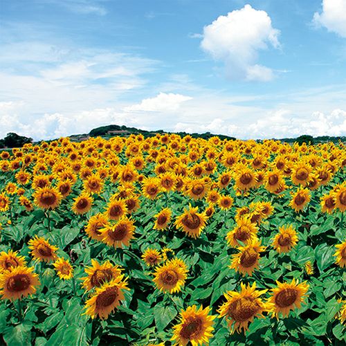 ひまわり | 農業屋.com