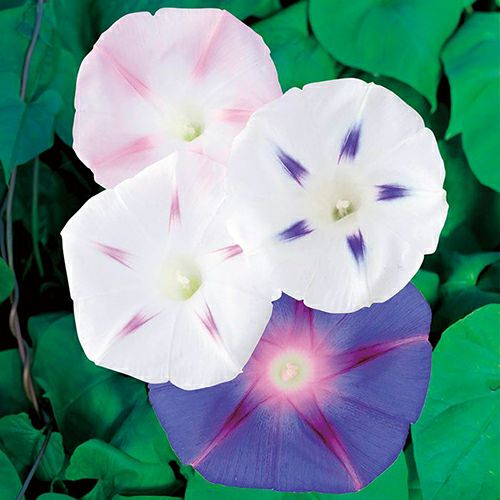 朝顔 種 【 西洋系 星の混合 】 実咲小袋 （ 朝顔の種 ） | 農業屋.com
